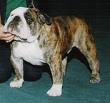 English bulldog puppies